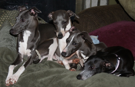 Mosa Italian greyhounds