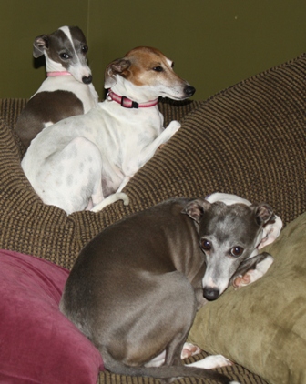 Mosa's Lulu, Queenie, & Adi