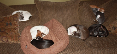Italian greyhounds