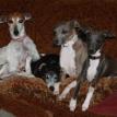Gang of Italian greyhounds 