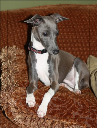 Mosa's Lil Bit of Blues