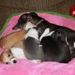 Sudi and her babies