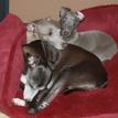 Mosa & LeBeck italian greyhounds