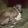 Luna relaxng during her pregnancy
