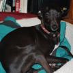 Italian greyhound, miniature greyhound, IG, Iggy