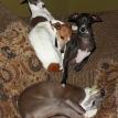 Our girls resting 