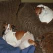 Lulu and Charlie resting 