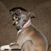 Queenie's baby girl and Tico
