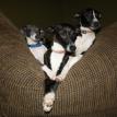 Mosa's Izzy, Eli, and Isis