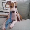 Mosa's Rocky Balboa