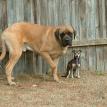 Rosco and Tico