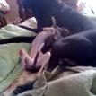 Blue & white female Italian greyhound